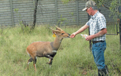 A step-by-step guide to intensive bushbuck breeding