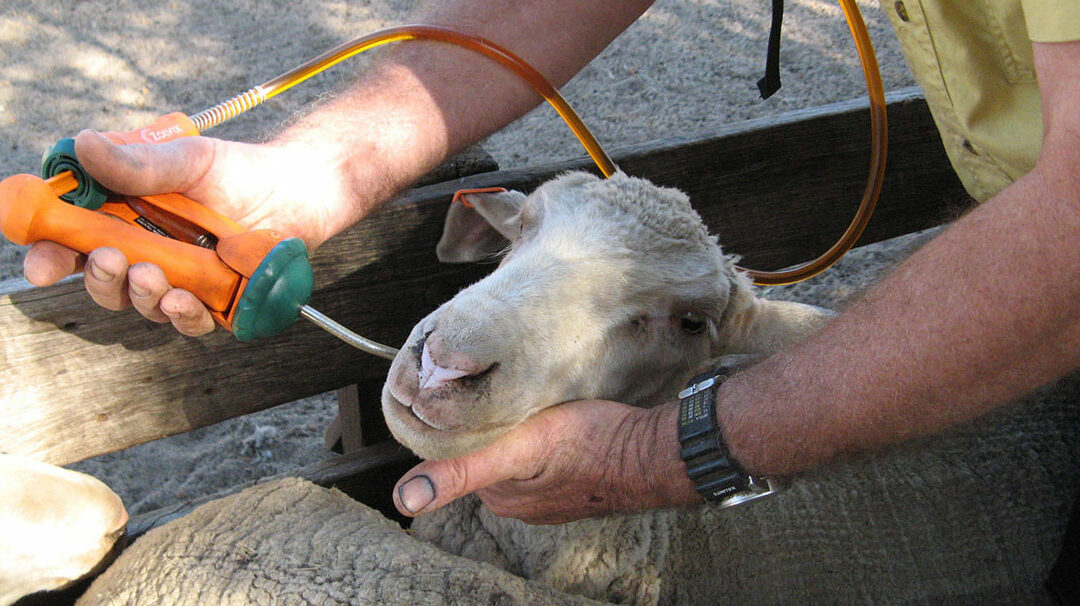 Sheep Nutritional Diseases Part1