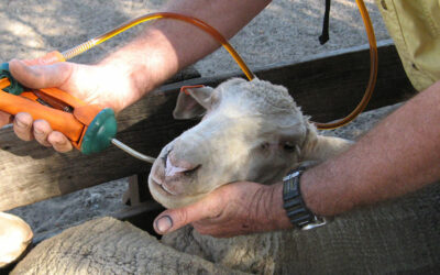 Sheep Nutritional Diseases Part1