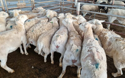 Sheep Nutritional Diseases Part2
