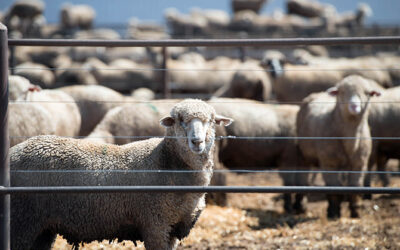 Achieve success feedlotting lambs