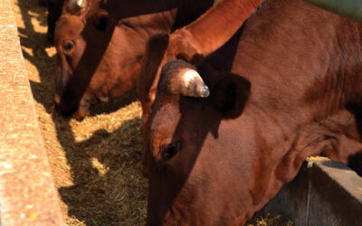 Feeding Bulls during dry winter months