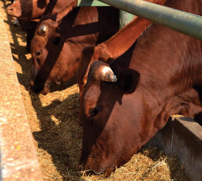 Feeding Bulls during dry winter months