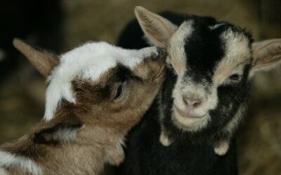 5 keys to Colostrum Success in Baby Goats
