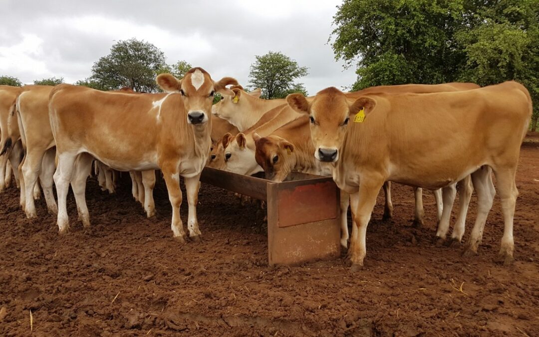 Age of heifers at first calving