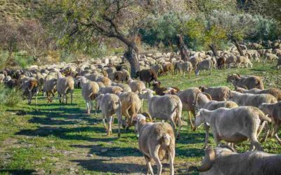 Sheep Management on pastures