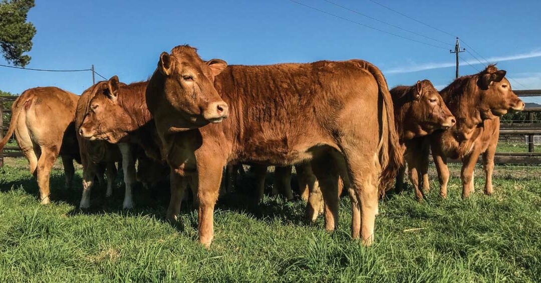 The importance of cow productivity in beef cattle