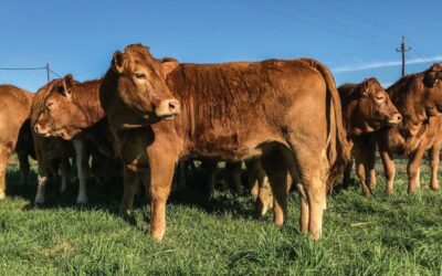 The importance of cow productivity in beef cattle